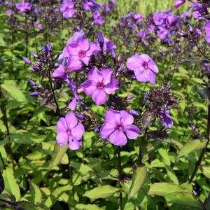 Phlox paniculata 'Blue Paradise' ---